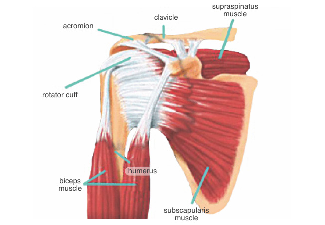 Shoulder-Arthroscopy