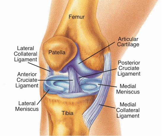 knee-arthroscopy-surgery